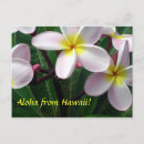 Pesquisar por plumeria cartoes postais Flores