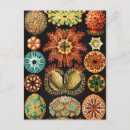 Pesquisar por haeckel de ernst cartoes postais Kunstformen der nature