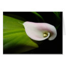 Pesquisar por calla lily flower cartoes postais Flores