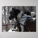 Pesquisar por pinto cavalo pôsteres pósteres Eqüino