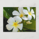 Pesquisar por plumeria cartoes postais Branco
