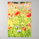 Pesquisar por mohn Poppy