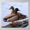 Pesquisar por patos selvagens pôsteres pósteres Natureza