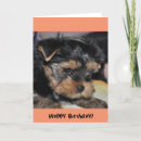 Pesquisar por terrier de york Yorkie