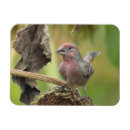 Pesquisar por bocas imas Para ela