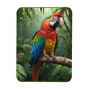 Pesquisar por aniversário da selva imas Para todos