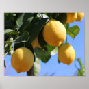 Pesquisar por lemon yellow pôsteres pósteres Lemons