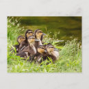 Pesquisar por doce vida cartoes postais Fofofo