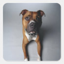 Pesquisar por pitbull adesivos Animal