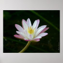 Pesquisar por flores cor de rosa pôsteres pósteres Mães
