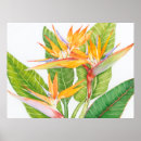 Pesquisar por watercolor flower pôsteres pósteres Flowers