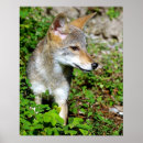 Pesquisar por chacal Animal