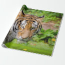Pesquisar por tiger papel de presente Animal