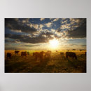 Pesquisar por gado pôsteres pósteres Campo