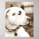 Pesquisar por pitbull pôsteres pósteres Para pets