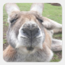 Pesquisar por cangurus adesivos Austrália