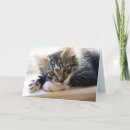 Pesquisar por gato em uma janela cartoes Aniversário