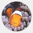 Pesquisar por nemo adesivos Peixes