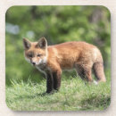 Pesquisar por carnivora porta copos Raposa vermelha