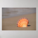 Pesquisar por scallop pôsteres pósteres Praia