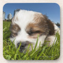 Pesquisar por filhote de cachorro porta copos Horizontal