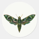 Pesquisar por imagens da borboleta adesivos Borboletas