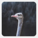 Pesquisar por avestruz adesivos Animal