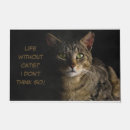 Pesquisar por gatinho ar livre Engraçado