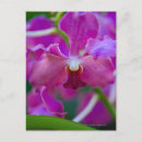 Pesquisar por orquídeas cor de rosa cartoes postais Natureza