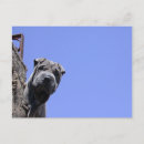 Pesquisar por pei shar chinês cartoes postais Sharpei