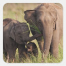 Pesquisar por elefante indiano adesivos Animal