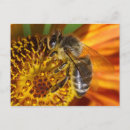 Pesquisar por ocupado cartoes postais Insetos