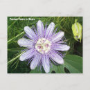 Pesquisar por flor da paixão cartoes postais Natureza