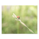 Pesquisar por ladybug pósteres Foto
