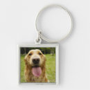 Pesquisar por do golden retriever chaveiros Animal