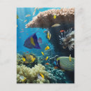 Pesquisar por peixes do aquário cartoes postais Coral