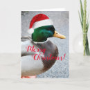 Pesquisar por duck cartoes Pato real