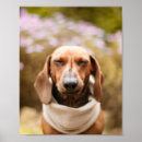 Pesquisar por teckel Wiener