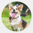 Pesquisar por corgi adesivos Animais de estimação
