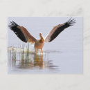 Pesquisar por pelicanos brancos cartoes postais Bico