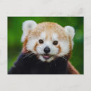 Pesquisar por panda feliz cartoes postais Sorriso