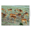 Pesquisar por gazela cartoes postais Natureza