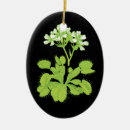 Pesquisar por ilustração botânica ornamentos Floral