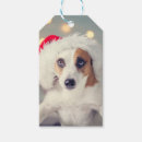 Pesquisar por jack russell terrier Dia