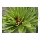 Pesquisar por joaninha cartoes postais Folhas