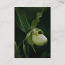 Pesquisar por orquídeas amarelas cartao de visita Fotografia