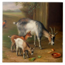 Pesquisar por fazenda galinha azulejos Pássaro