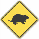 Pesquisar por hamster adesivos Humor