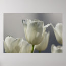 Pesquisar por tulipas brancas pôsteres pósteres Flores de primavera