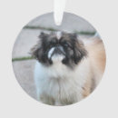 Pesquisar por shih tzu ornamentos Fofofo